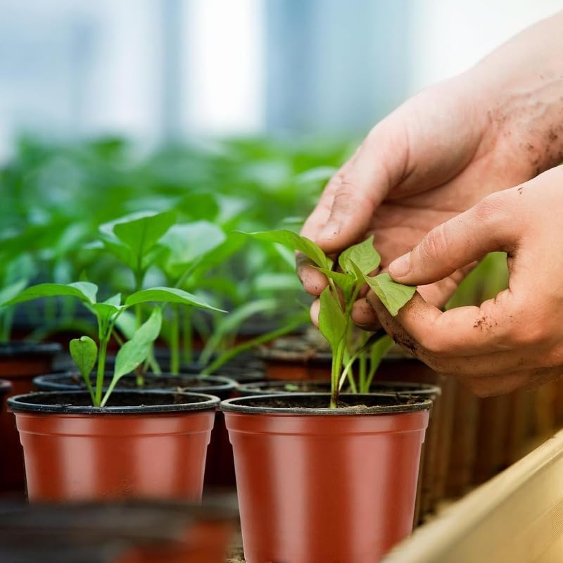 Plastic Seeding Nursery Pot Black Red Plants Pots Seedling Cups Grow Box Planters Home Garden Potted Container(100PCS)