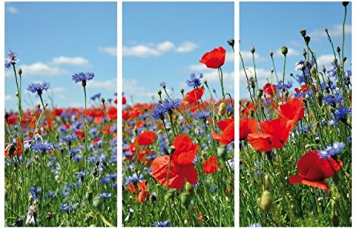 1art1 Blumen Poster Wildblumen-Wiese Mit Mohn- Und Kornblumen, 3-Teilig Bilder Leinwand-Bild Auf Keilrahmen | XXL-Wandbild Poster Kunstdruck Als Leinwandbild 120x80 cm