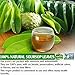 USDA Organic Soursop Graviola Dried Leaves Tea, Non-GMO Verified , 235-260 Whole Soursop Leaves, Wildcrafted, Graviola Tea, Guanabana Tea, Hoja Guanabana, Soursop Loose Leaf Herbal Tea, Hojas de Guanabana, te de graviola ,No Gluten, Vegan