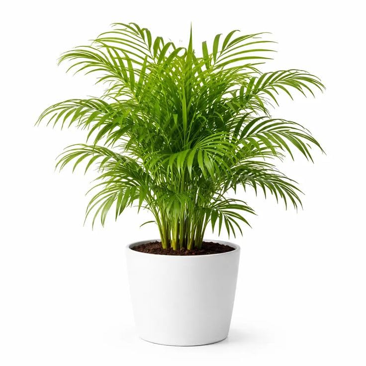 Premium Areca Palm Live Plant | Indoor Air Purifier & Decorative Palm Plant | Healthy Green Houseplant for Home, Office, Balcony & Garden | Easy Care Tropical Live Plant | Healthy Rooted Plant_Pack 1-image-26