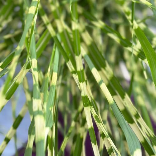 semillas de miscanthus sinensis, cebra, jardín de variedades antiguas ornamental resistente exóticas Decoración jardín para exteriores 10pcs