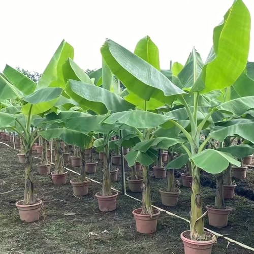 Semillas orgánicas de árboles frutales, semillas de frutas exóticas plantas medicinales perennes semillas de plantas de jardín alta tasa de germinación, jardín de flores de verano 150pcs