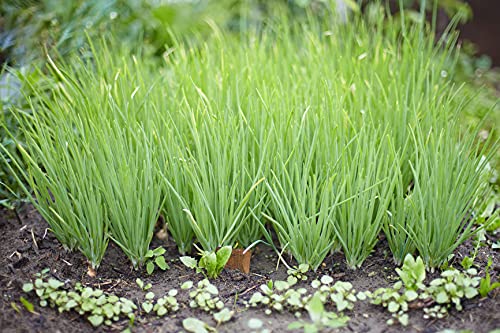 Earthcare Seeds Bunching Onion Evergreen 300 Seeds (Allium Fistulosum) Heirloom - Non Gmo - Open Pollinated - Untreated Seed #TOP7