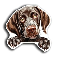 German Shorthaired Pointer