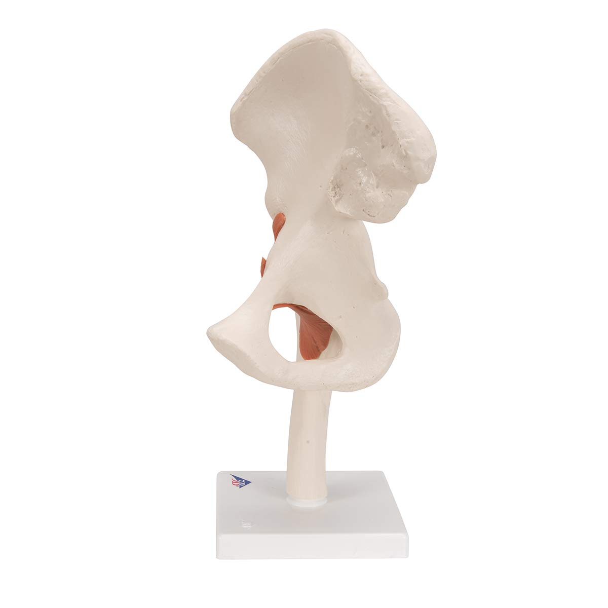 3B Scientific A81 Articolazione dell'Anca, Modello Funzionale + software gratuito di anatomia - 3B Smart Anatomy