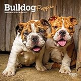 Bulldog Puppies 2020 7 x 7 Inch Monthly Mini Wall Calendar, Animals Dog Breeds Puppies