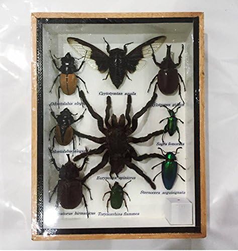 Thai Decorated Real MIXS Very Rare Insect Taxidermy Set in Boxes Display for Collectibles