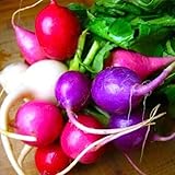 150 Unids Color Mezclado Nutritivo Semillas de Rábano Fácil de Cultivar Huerto Jardín Planta Flor Árbol Frutal Semillas Vegetales Semillas de rábano