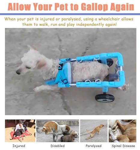 Silla de ruedas para perros pequeños: devuélvele la alegría de pasear en el parque 4