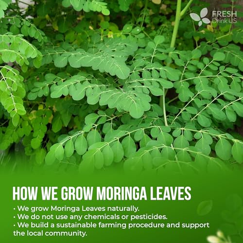 Image of FreshDrinkUS, Premium 75 Moringa Tea Bags, 100% Natural & Pure, Herbal Tea, Made with Natural Materials-Corn Fiber Tea Bags, Sugar /Gluten Free. Rich in Antioxidants and Vitamins.