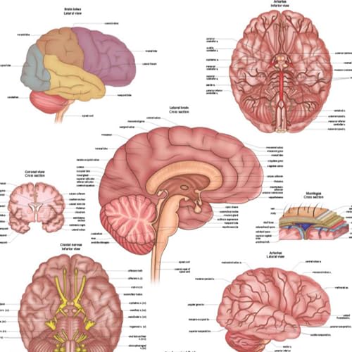 Image of Anatomy Lab Human Brain Anatomy Poster, LAMINATED, Anatomy and Physiology, 17.3 x 22.5 Inches, Organ Diagram, Anatomical Chart for Education Learning and Students | 17.3 x 22.5 Inches, Organ Diagram