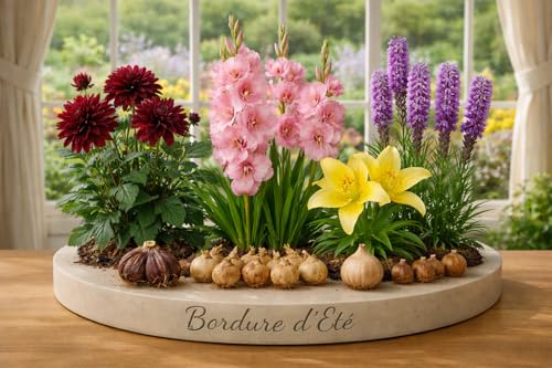 Lot de 12 Bulbes - Bordure D'été - Floraisons estivales éclatantes et colorées. - 12 Bulbes - Fleur Jardin - 250