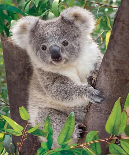 Peinture diamant koala 80x100cm grand format contre le stress pour adulte