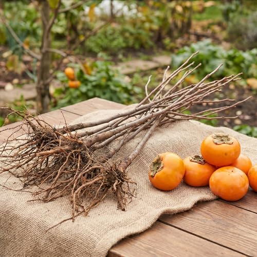5 Persimmon Live Plants Seedlings, Sweet Persimmon Bare Roots 12-18'' Tall, Cold Hardy Fruit Tree, Outdoor Garden