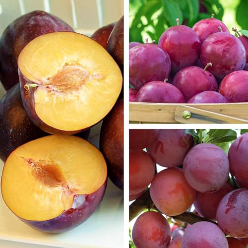 Pflaumenbaum Renklode Althana Obstbaum 80-140 cm, Aromatische Süße Früchte, Winterharter, Wurzelnackte Obstbaume, Pflaume, Prunus domestica, Mehrjährig, Ideal für Garten & Obstwiese