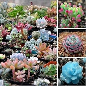 . 50 Pz Cactus della pianta dei bonsai, Palla Cactus, Radiazione di assorbimento, fiori Fogliame succulente Bonsai Garden & amp; Inizio impianto Semillas Flora: 23: Only Seeds