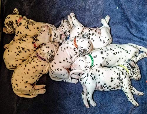 Flymind 19PUCL Puppy Collars, 19Pcs Whelping Puppy Id Collars thumb #5
