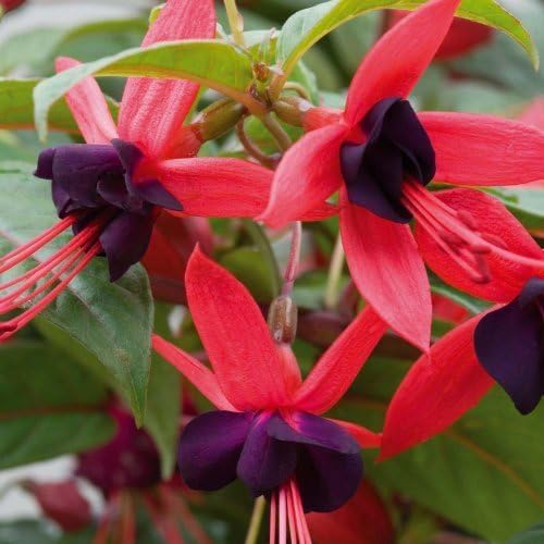 Pack x6 Hardy Climbing Fuchsia 'Lady Boothby' Summer Garden Plug Plants
