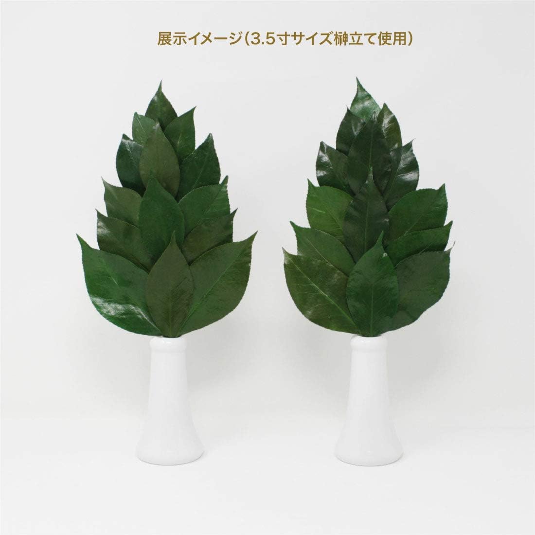A&K Preserved Flowers, Sakaki, 1 Pair (Set of 2), 5.9 x 0.4 x 12.6 inches (15 x 1 x 32 cm), M, Green