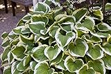 PlantaPro