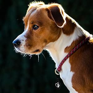 MYLUCKYTAG QR Code Pet ID Tags Dog Tags - Pet Online Profile - Scan QR Receive Instant Pet Location Alert Email MYLUCKYTAG QR Code Pet ID Tags Dog Tags – Pet Online Profile – Scan QR Receive Instant Pet Location Alert Email
