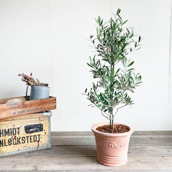オリーブの木 テラコッタ鉢植え 観葉植物 本物 鉢植え ガーデニング インテリア 大型 おしゃれ バルコニー