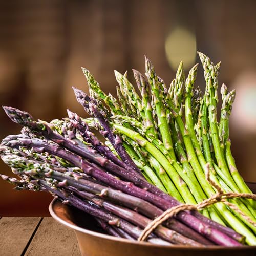 Asparagus Garden Variety Pack 30 Plants (10 of Each) - Mary Washington Purple Passion Jersey Knight - Asparagus Bare Root Plants from Hand Picked Nursery