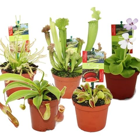 Starter Set of 5 Carnivorous Plants Cover