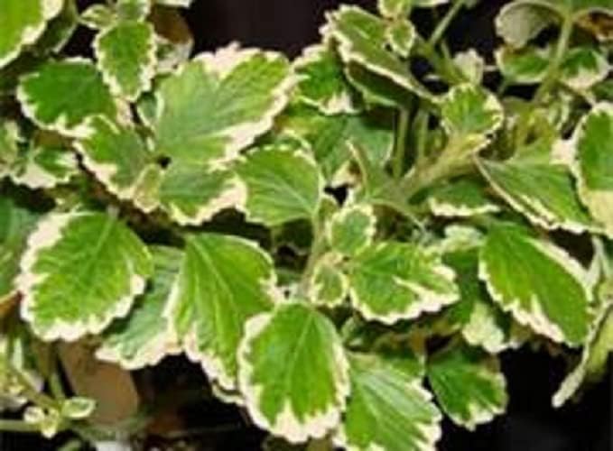 Amazon.com : Variegated Trailing Swedish Ivy Plectranthus : Tools ...