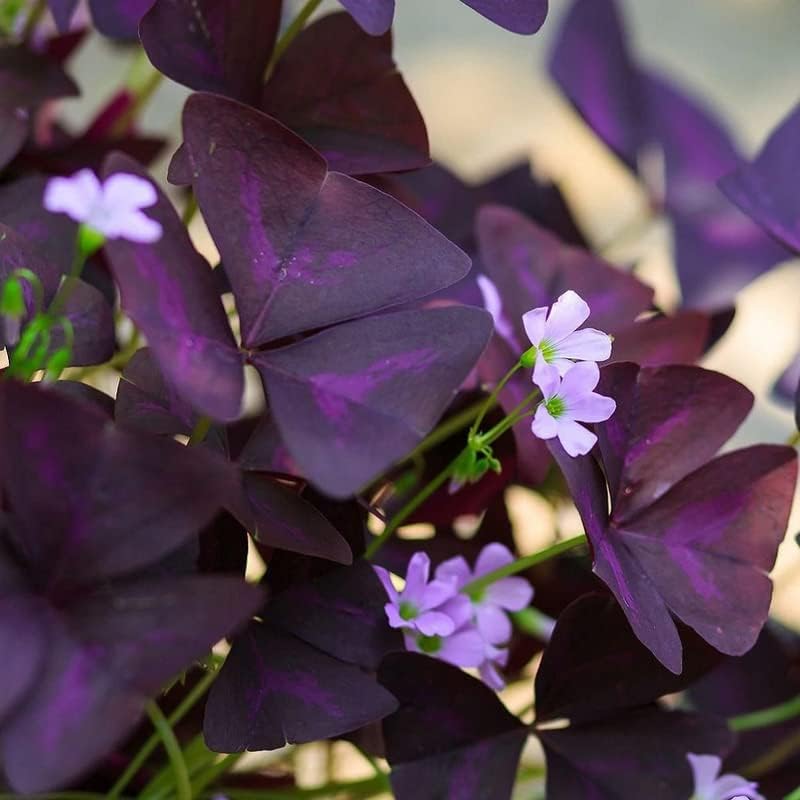 Imported Rare Oxalis False Shamrock Aromatic Flower Bulbs Winter Flower Home Pot Land Gardening Blooming Planting (Pack of 3 Triangularis Oxalis)