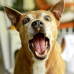 Carolina-Prime-Pork-Jerky-Dog-Treats-6oz-Pack-of-3 - Cucciolini Doodles Carolina-Prime-Pork-Jerky-Dog-Treats-6oz-Pack-of-3