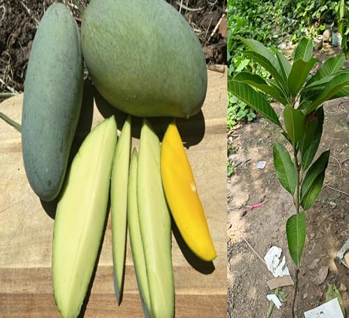 Image of Grafted Thailand Mango Tree Plant Nam-Dok-Mai Si Mueng Fruit After 2-3 Years Height 2-3 Feet Thai Purple Mango Juicy Fruit PB 65