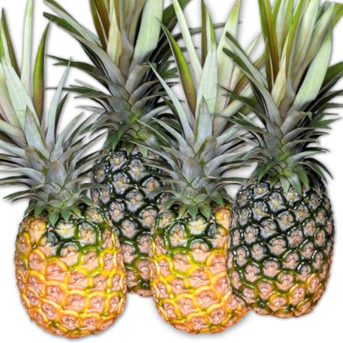 パイナップル ホワイトココ 希少品種 ココナッツの香り 約3kg(3〜4玉)026-a023