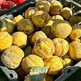 membrillo resistente comprar semillas, decoración de jardín para exteriores, membrillo fresca, decoración de sala de estar, 15pcs