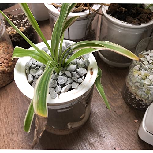 Image of Avalution 7LB Natural Grey River Rocks Aquarium Gravel for Succulent Plant Bonsai Terrarium Vase Fillers Fish Tank Indoor Outdoor Garden Decoration