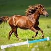 Equine Paste 1.87% 2 Pack (6.08g Each) Apple Flavored Oral for Horses