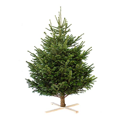 ARBOL DE Navidad NORMANNIANA Natural 125-150CM Cortado con Cruz DE Madera Y Clavos INCLUIDOS Abeto NAVIDEÑO.