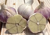 Music Hardneck Garlic 2 Nice Sized Bulbs! Great for Fall Planting! Non GMO Strong, True Tasting Garlic