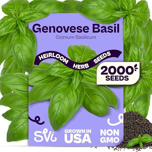 SVI 2000 Genovese Basil Seeds (Ocimum basilicum) Sweet Basil Seed Packets Aromatic Non GMO Heirloom Large Leaf Culinary Herb Seeds Outdoor & Indoor Herb Garden