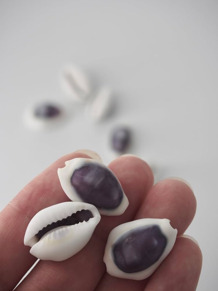 Amazon.co.jp: 【貝殻の問屋さん】シプレアマニータパープルトップ