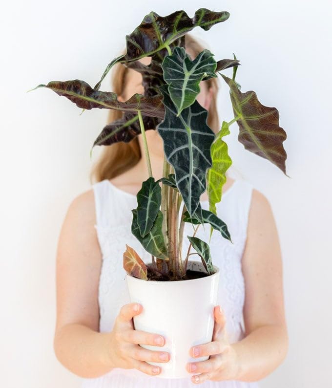 From You Flowers - Elephant's Ear Potted Plant for Mother's Day, Birthday, Anniversary, Get Well or Celebration
