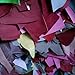Leather Scraps, 0.8-1.4mm (2-3.5oz) Thick Genuine Cowhide Scraps, Leather Scrap for Tools/Crafts/DIY, Mixed Colors,Leather for Crafting(Thin,500 Grams)