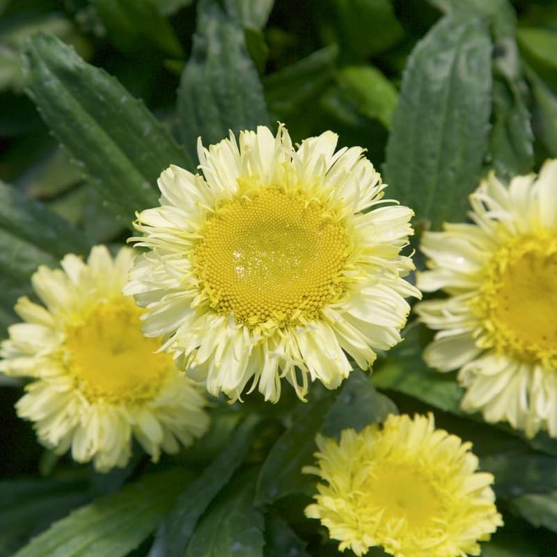 3 Daisy Perennials Live Plants Outdoor Garden, 3-5" Tall Hardy Yellow Daisy Starter Plugs, Fall Flower Garden