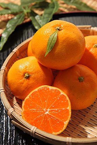 Ƃ a̎RY ݂ POL Gi S~2LTCY n Â Iʍ Ε ̂Ή\