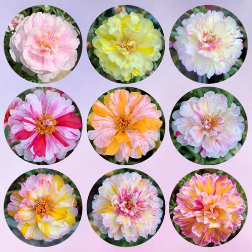 portulakröschen semi resistenti, rose di muschio da giardino (Portulaca grandiflora) balcone in serra decorativa per aiuola rialzata 500pcs