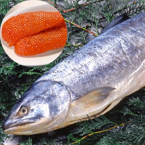 北海道産 生 銀毛～ブナ 天然 秋鮭 3.5kg メス 筋子 いくら イクラ 入り秋 秋鮭 秋しゃけ 秋シャケ 秋サケ【仙台市中央卸売市場 買参人登録】今年は希少ですのサムネイル