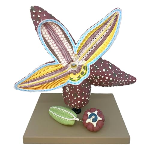 Image of Eisco Labs - Starfish Anatomy Model - Handcrafted, 4X Life-Size Invertebrate Educational Tool, Marine Biology, Teaching, Lab Display