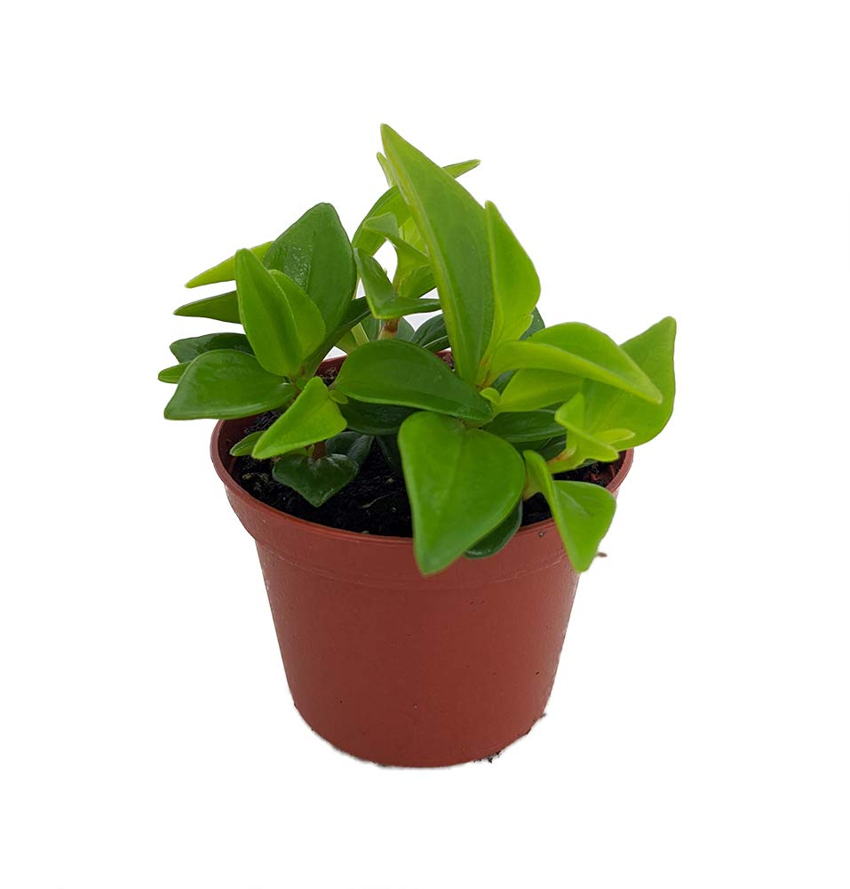 Amazon.com : Cypress Peperomia - Peperomia Glabella - Easy Succulent  Houseplant - 2.5" Pot : Patio, Lawn & Garden