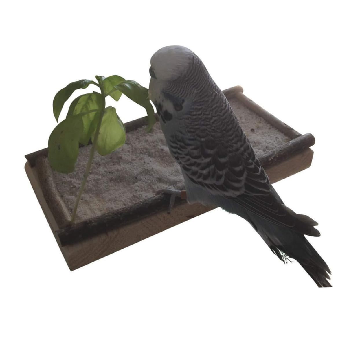 DOITOOL 2piezas Tablero De Salto De Madera para Aves De Caja De Alimentación y Juguete para Periquitos y Loros para Ejercicio y Coordinación El Hogar o Tienda De Mascotas