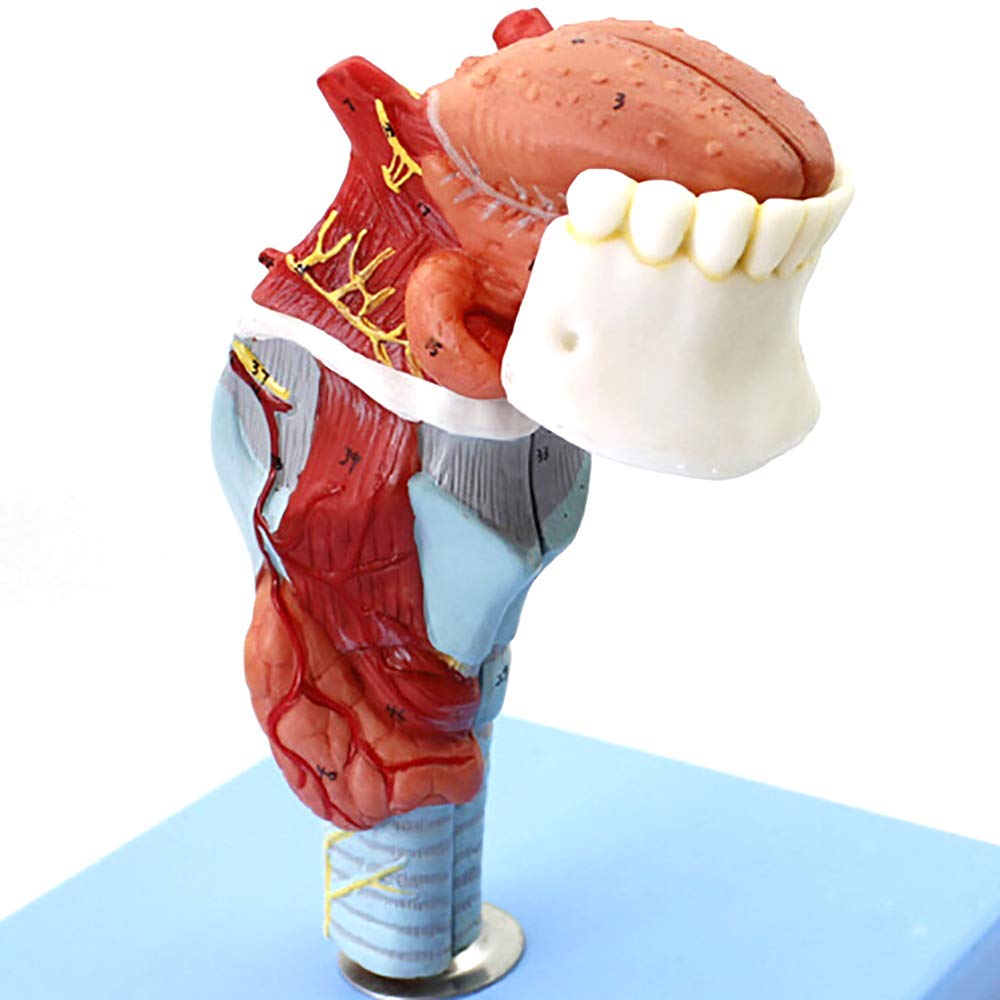 Modèle d'anatomie laryngée précis avec cartilage et muscles pour études